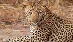 Leopard in the Sabi Sands, South Africa safaris 