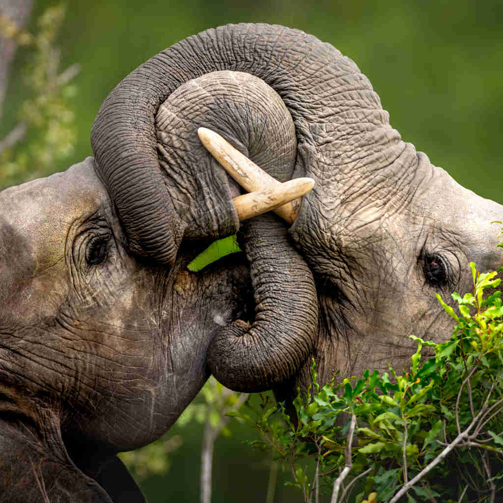 close up of two elephants, tanzania safaris