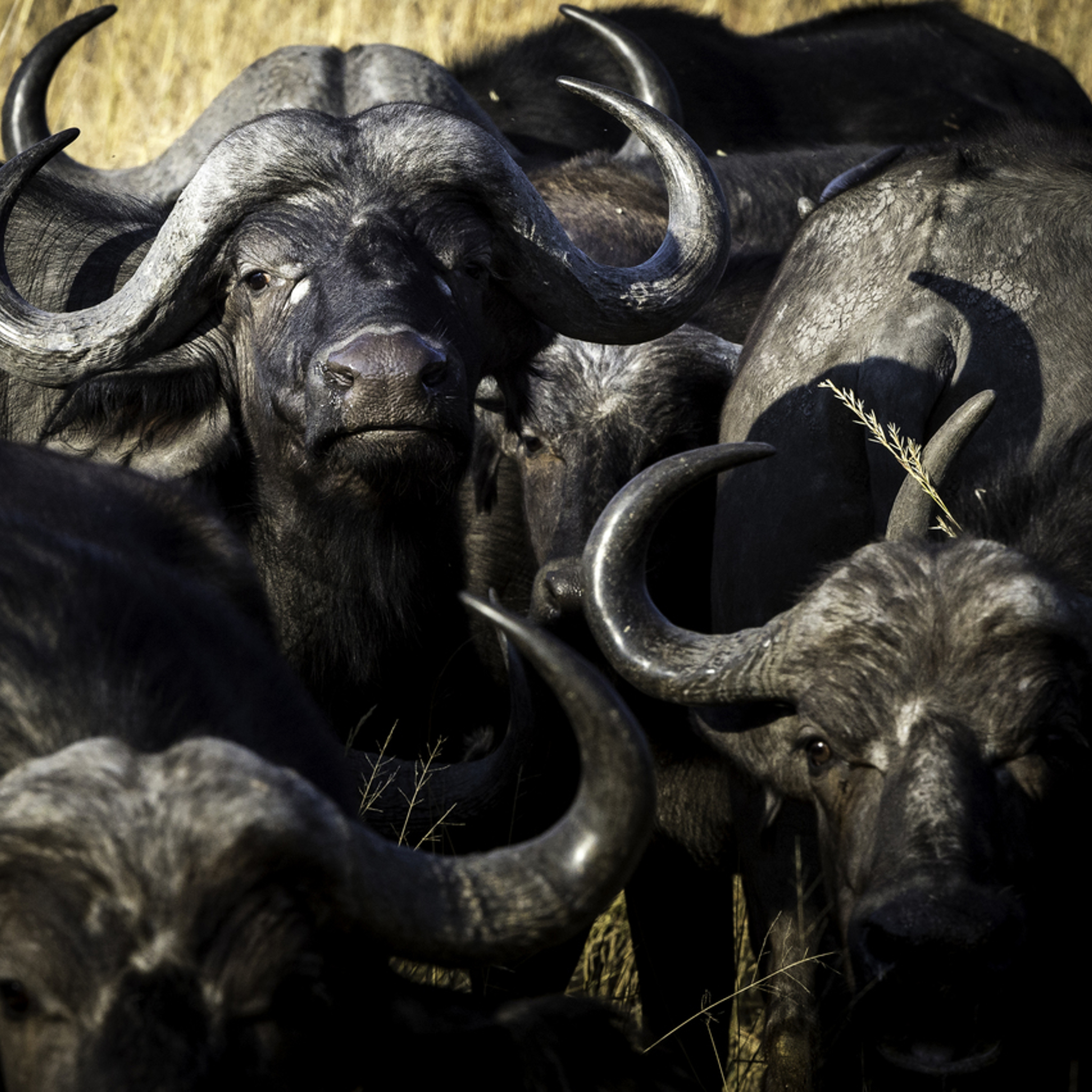 Buffalo, Wilderness Savuti Camp, The Linyanti, Botswana