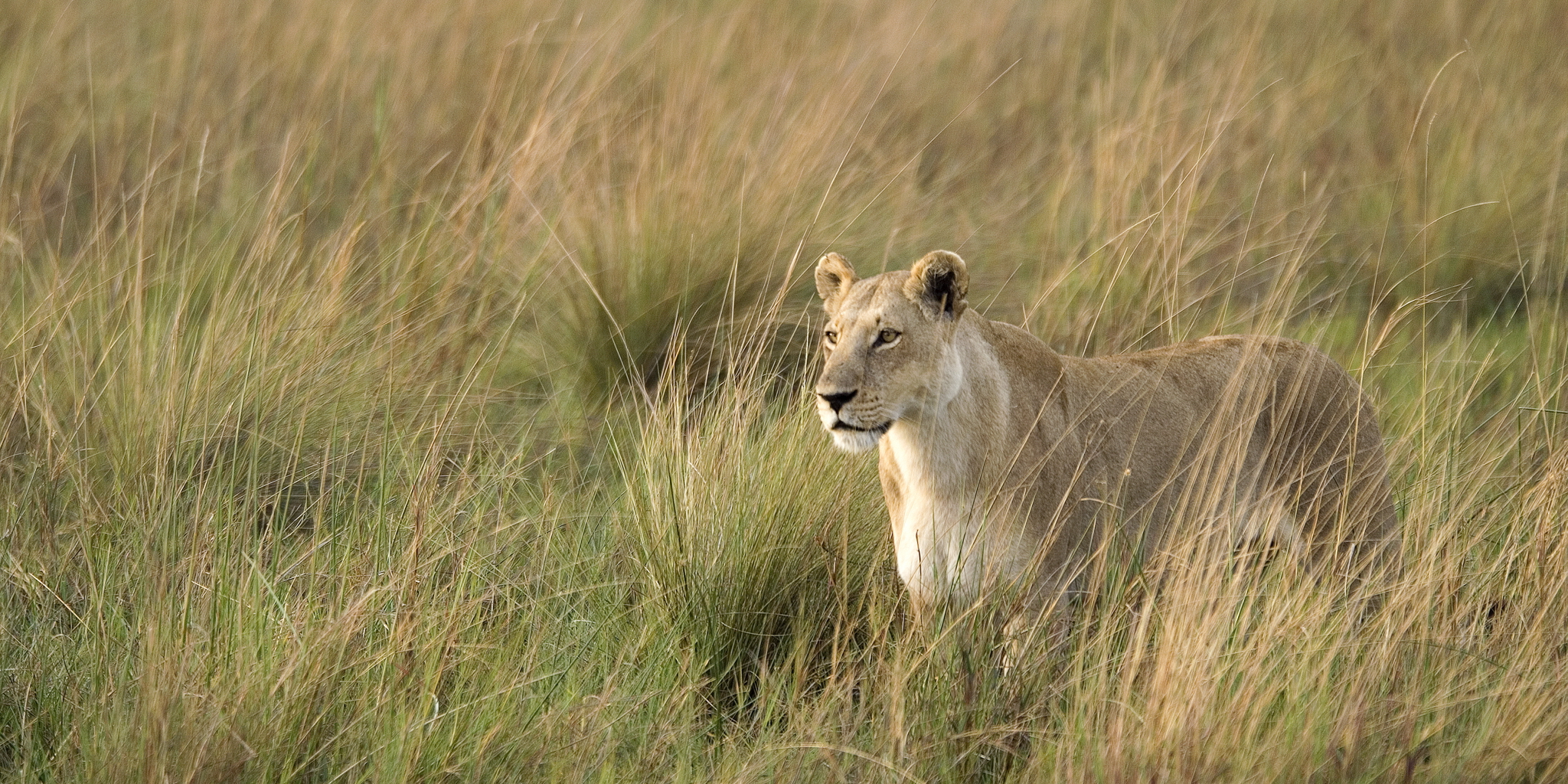 Lion wildlife, game drive, Wilderness Little Vumbura, Botswana