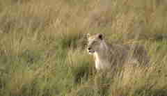 Lion wildlife, game drive, Wilderness Little Vumbura, Botswana