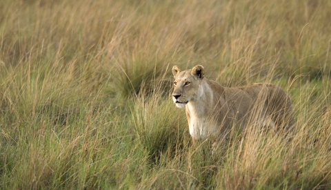 Lion wildlife, game drive, Wilderness Little Vumbura, Botswana