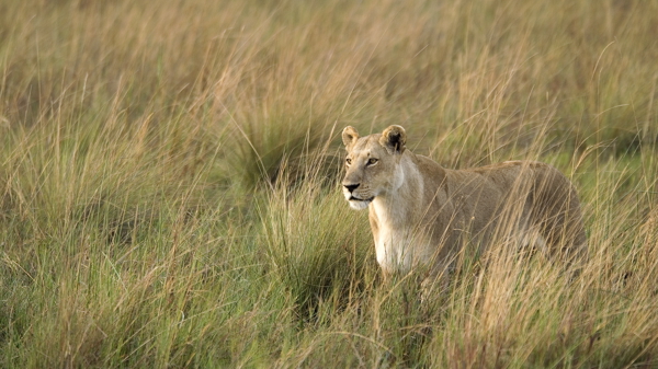 Lion wildlife, game drive, Wilderness Little Vumbura, Botswana