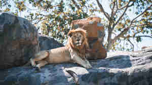 Lion wildlife, Serengeti Green Camp, Serengeti, Tanzania