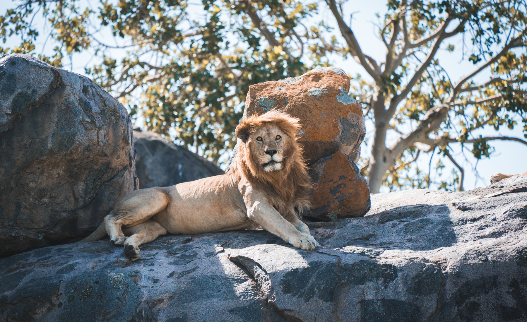 Lion wildlife, Serengeti Green Camp, Serengeti, Tanzania