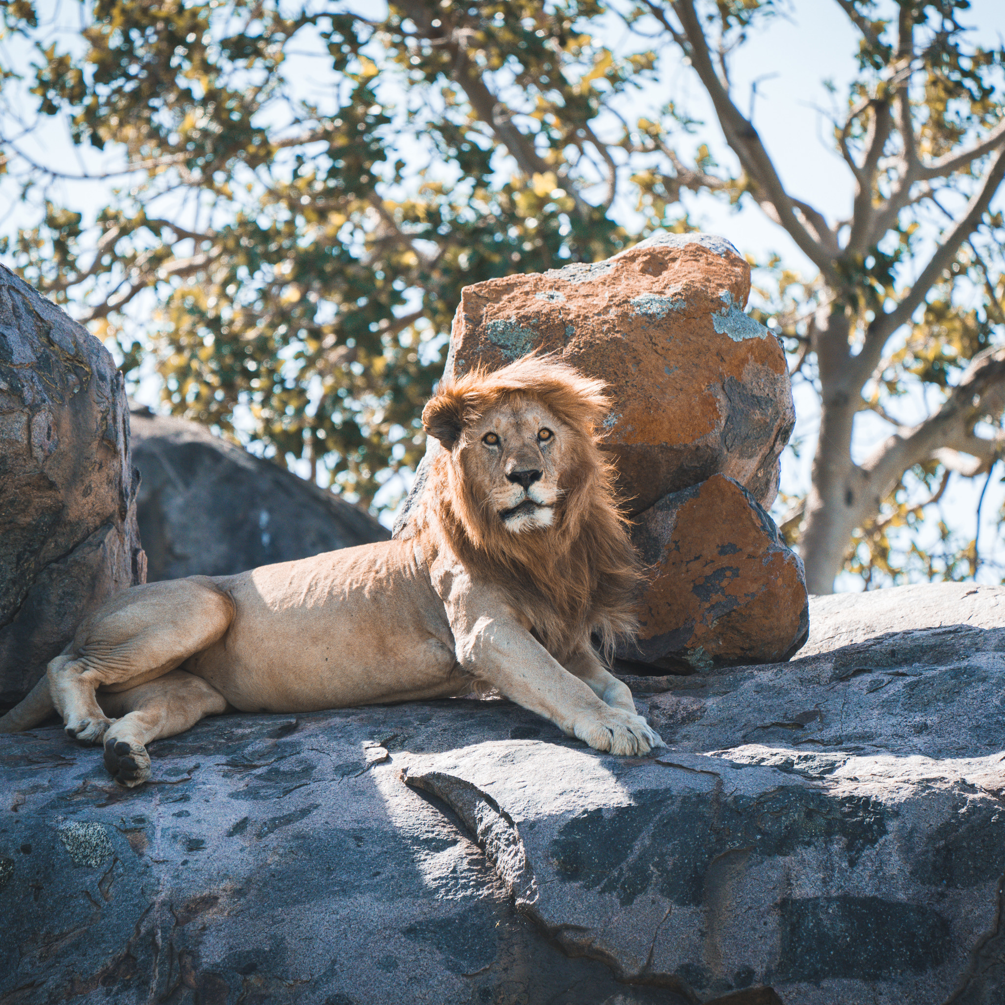 Lion wildlife, Serengeti Green Camp, Serengeti, Tanzania