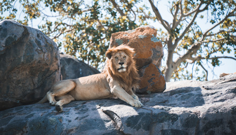 Lion wildlife, Serengeti Green Camp, Serengeti, Tanzania