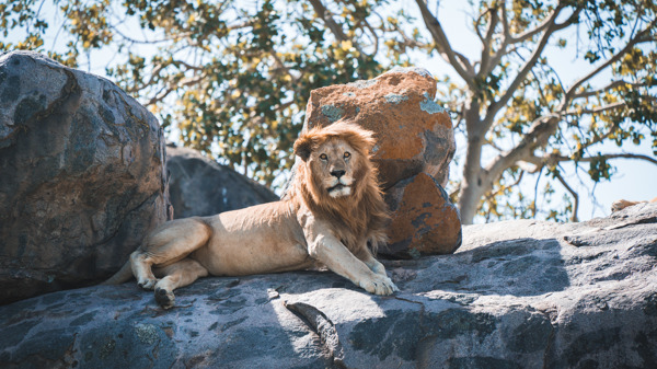 Lion wildlife, Serengeti Green Camp, Serengeti, Tanzania