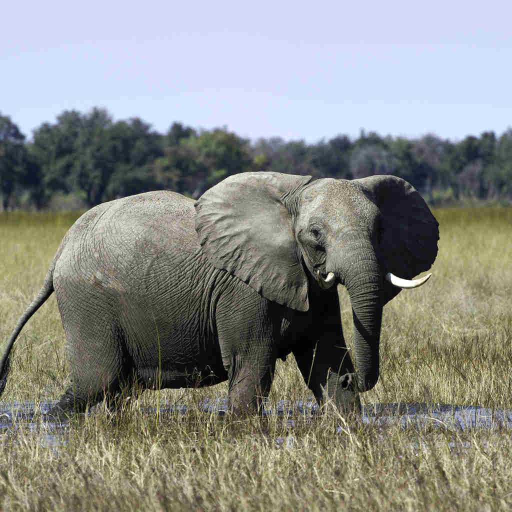 Elephant, wildlife, Wilderness Little Vumbura Camp, Botswana