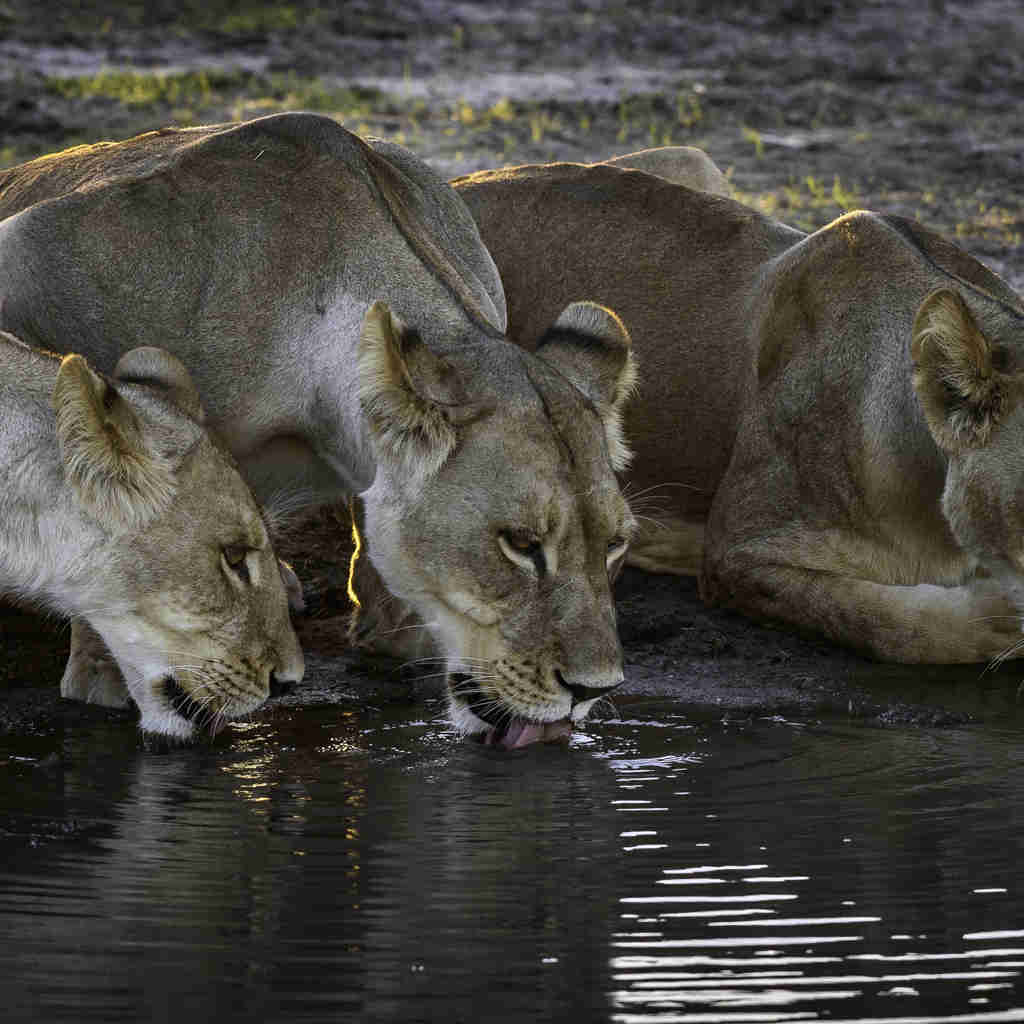 Lion pride, wildlife, Wilderness Qorokwe Camp, Botswana