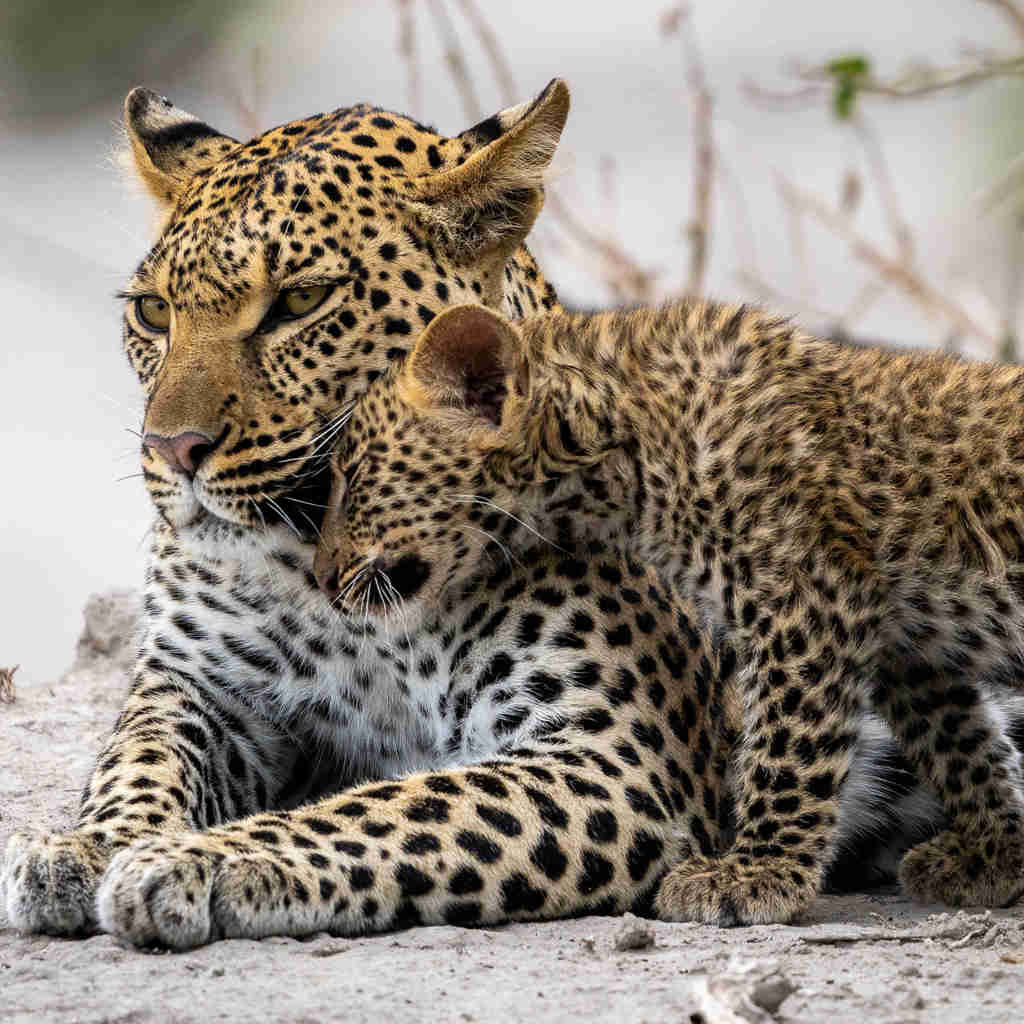 Leopard and cub, wildlife, Wilderness Mombo, Botswana