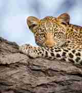 Leopard wildlife, Zarafa Camp, the Linyanti, Botswana