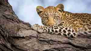 Leopard wildlife, Zarafa Camp, the Linyanti, Botswana