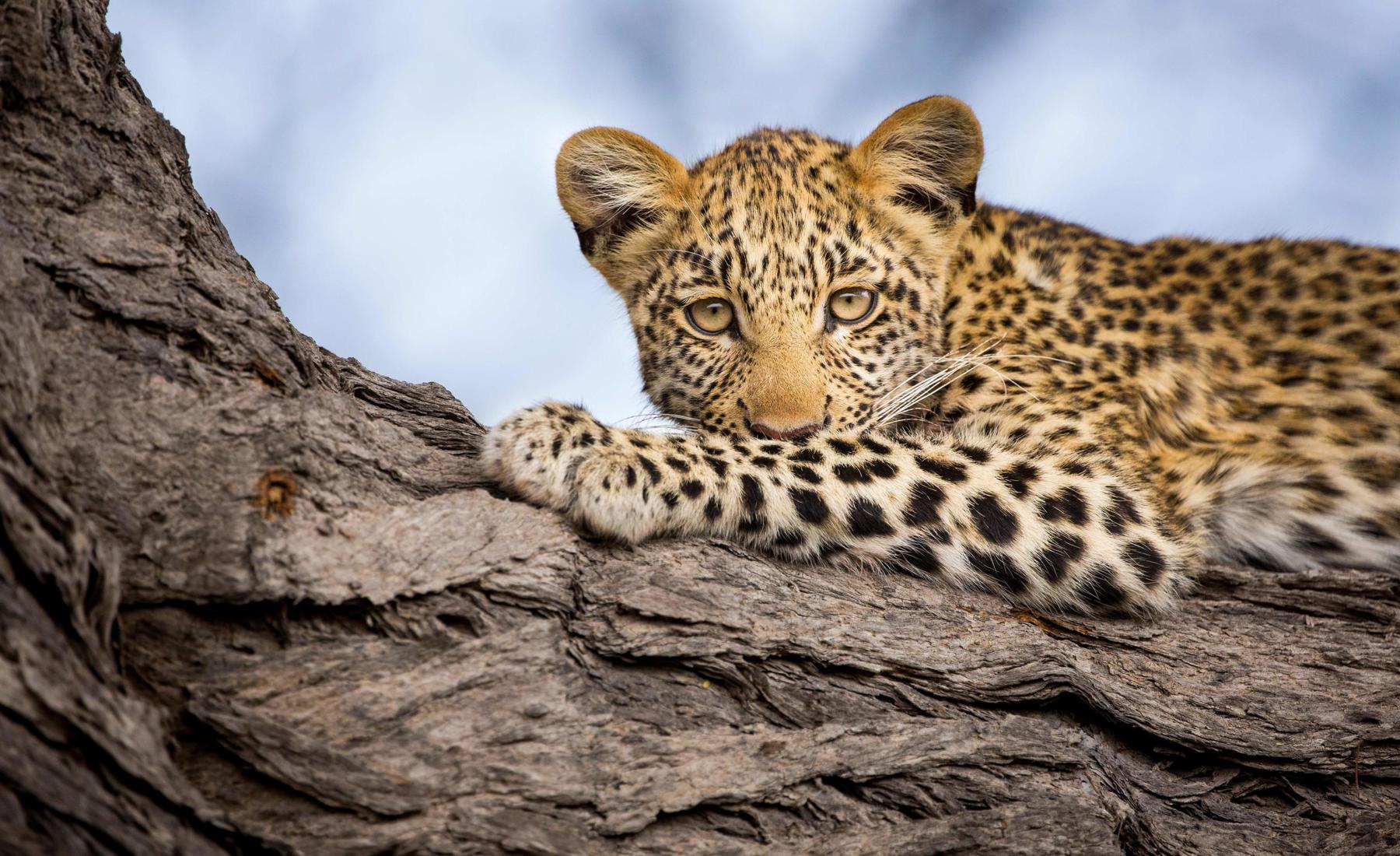 Leopard wildlife, Zarafa Camp, the Linyanti, Botswana