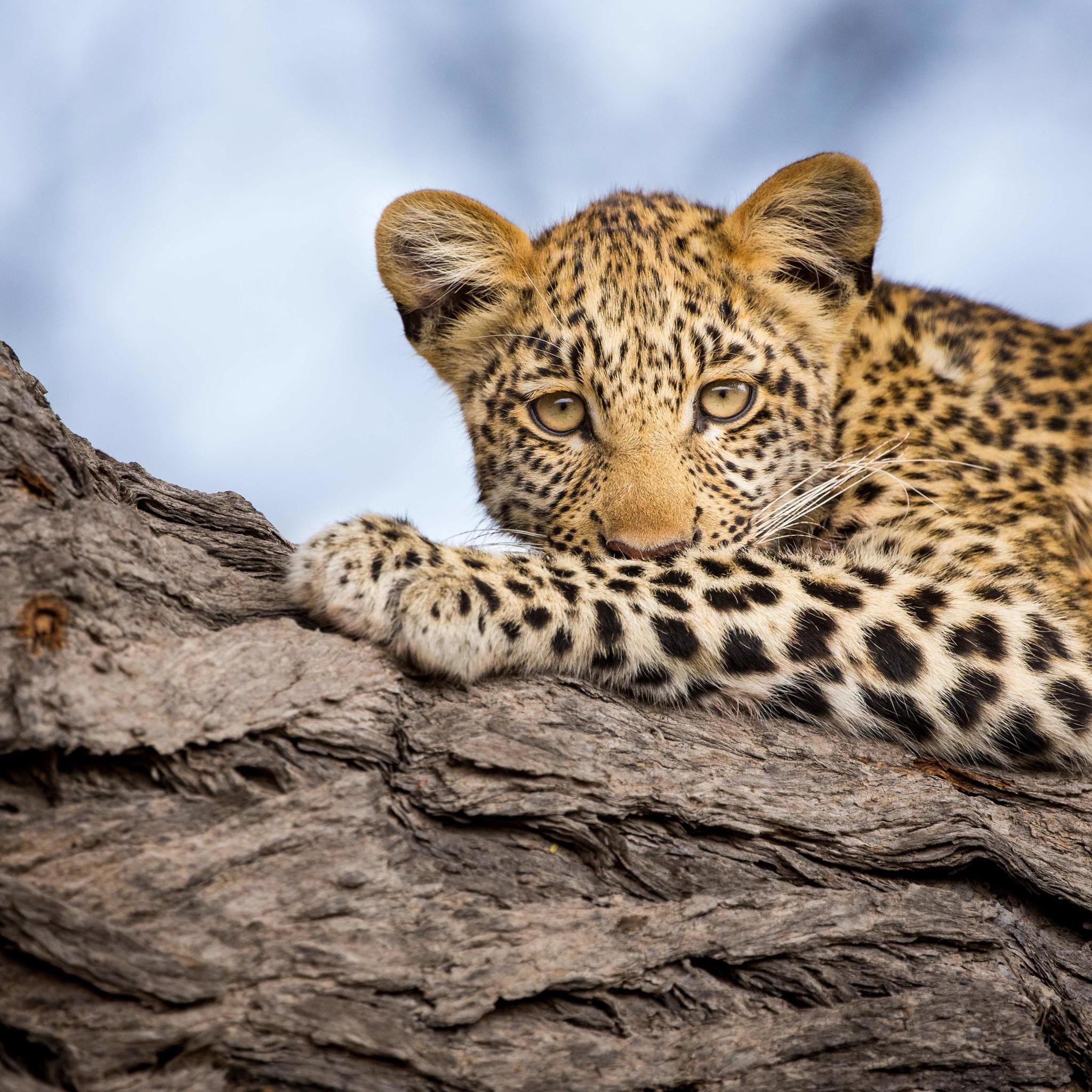 Leopard wildlife, Zarafa Camp, the Linyanti, Botswana