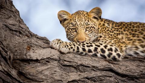 Leopard wildlife, Zarafa Camp, the Linyanti, Botswana