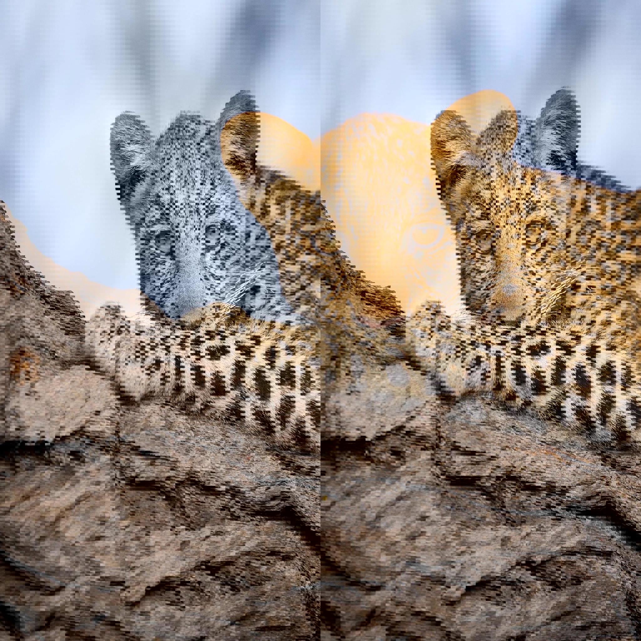 Leopard wildlife, Zarafa Camp, the Linyanti, Botswana