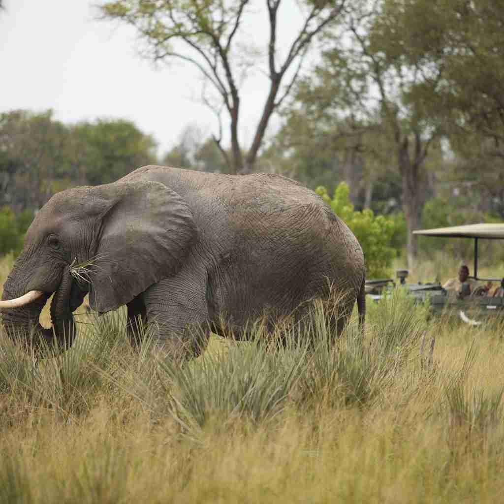 Elephant wildlife, &Beyond Nxabega Okavango Delta, Botswana