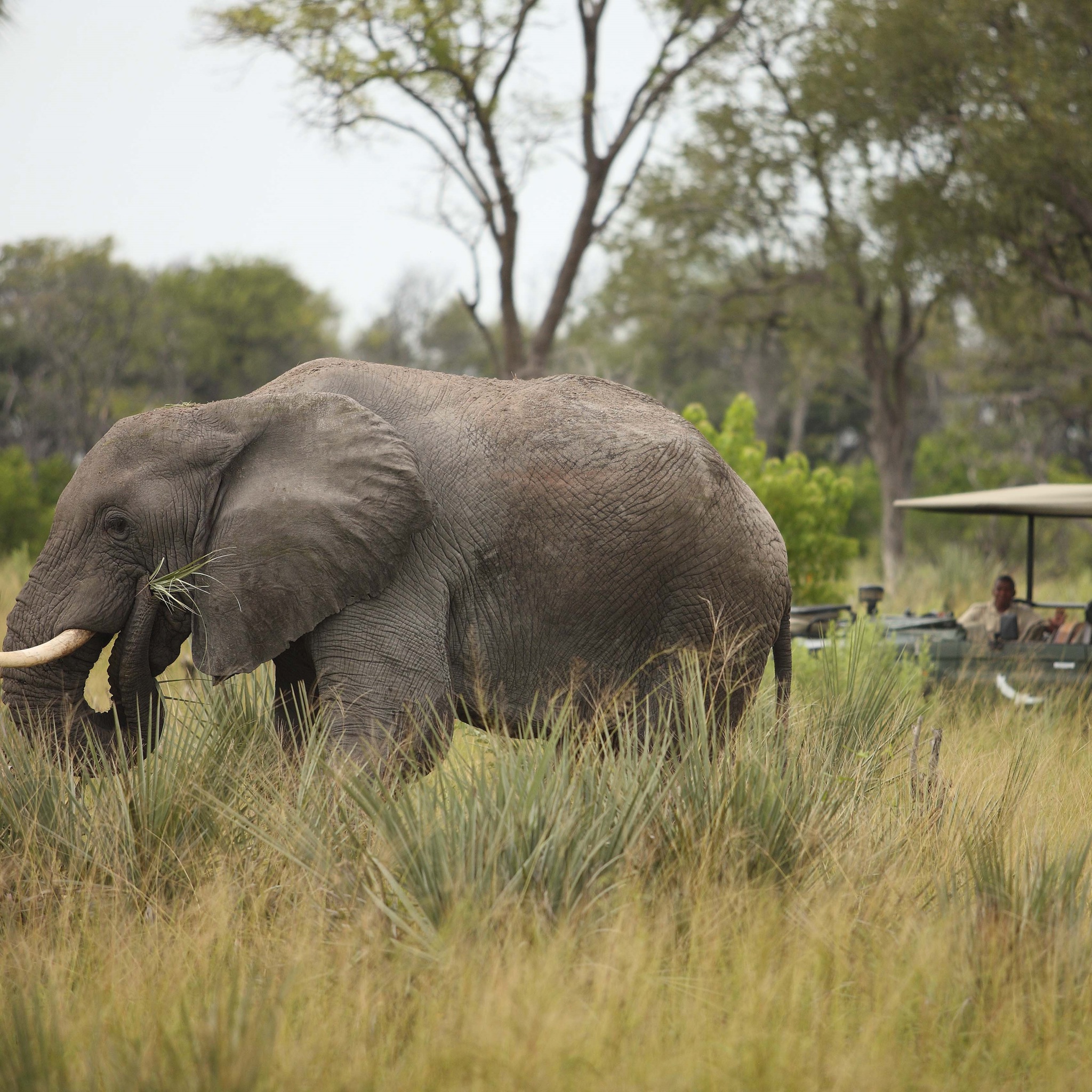Elephant wildlife, &Beyond Nxabega Okavango Delta, Botswana