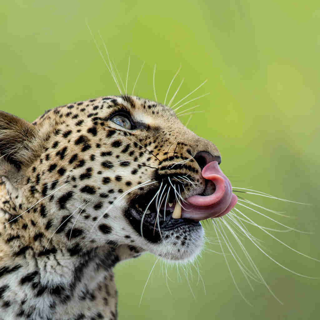 leopard, cape town and the big 5, south africa trips