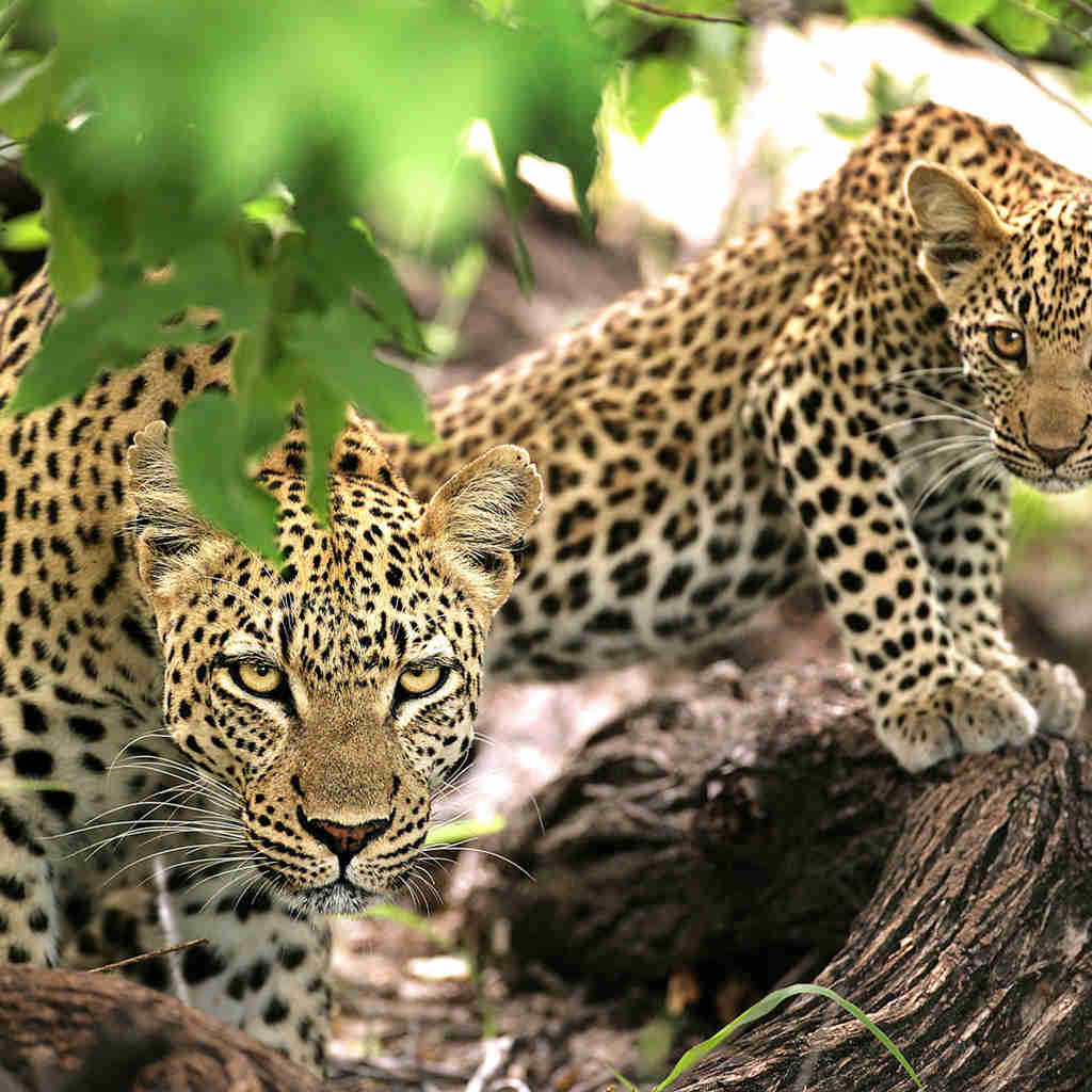 leopards, Timbavati Game Reserve, south africa safaris