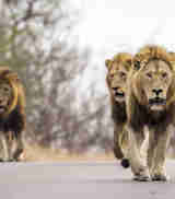 lion males, sabi sands, south africa safaris