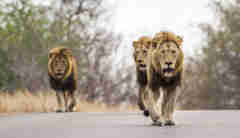 lion males, sabi sands, south africa safaris