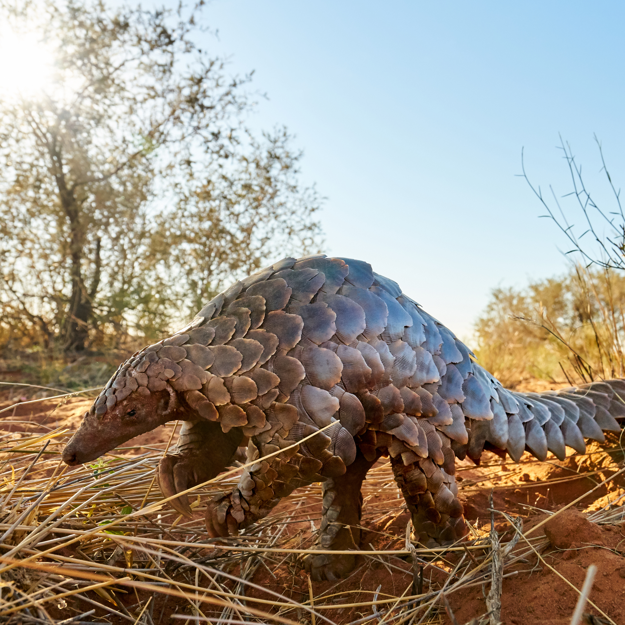 aardvark, tswalu motse, south africa safaris