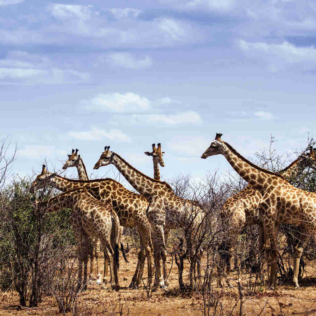 giraffes in the sabi sands, south africa safaris