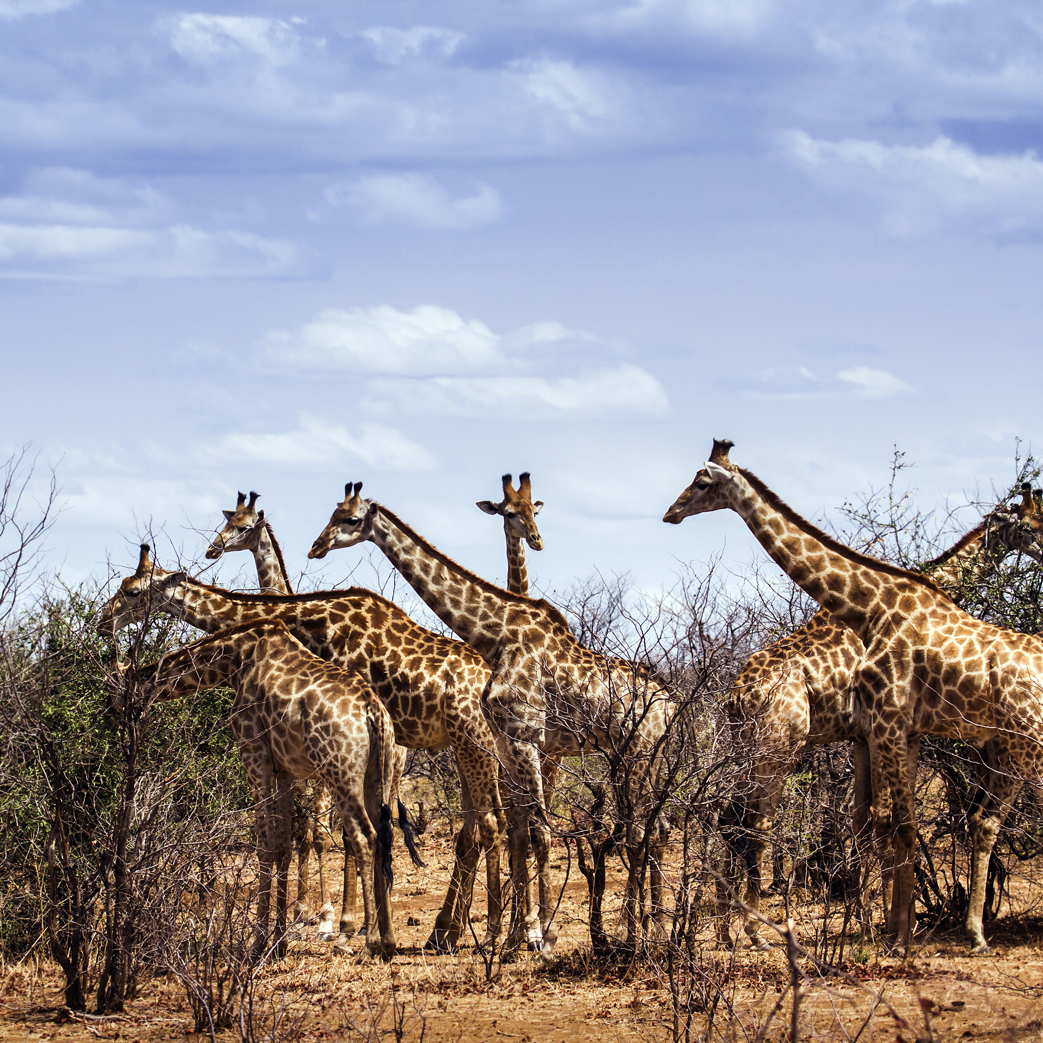 giraffes in the sabi sands, south africa safaris