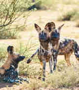 wild dog safari, tswalu kalahari, south africa safaris