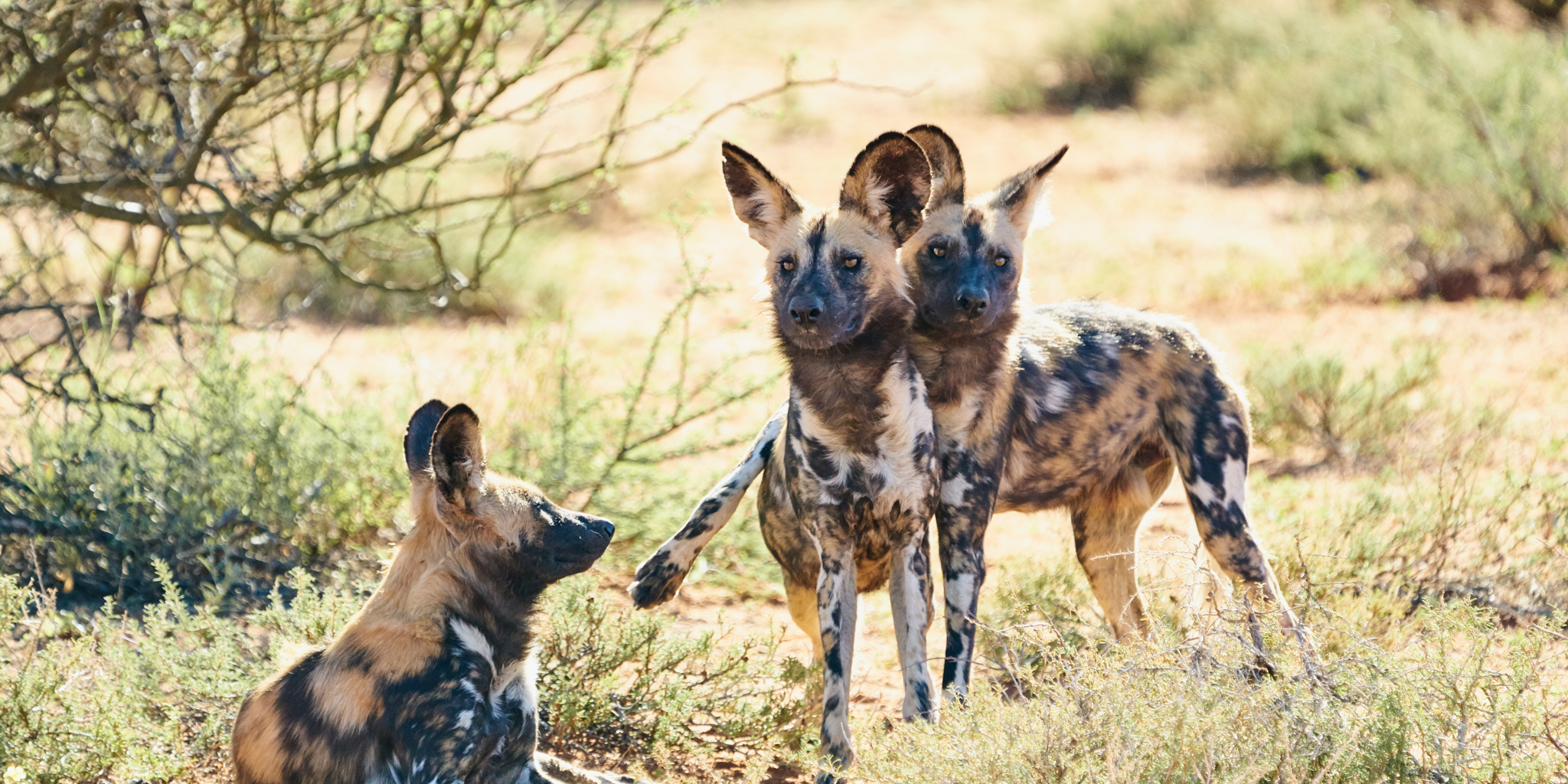 wild dog safari, tswalu kalahari, south africa safaris