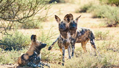 wild dog safari, tswalu kalahari, south africa safaris