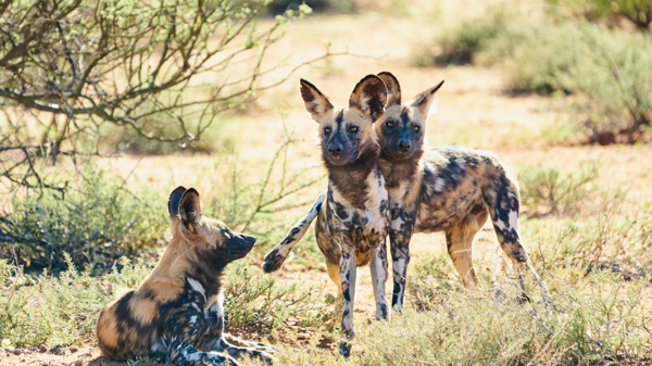 wild dog safari, tswalu kalahari, south africa safaris