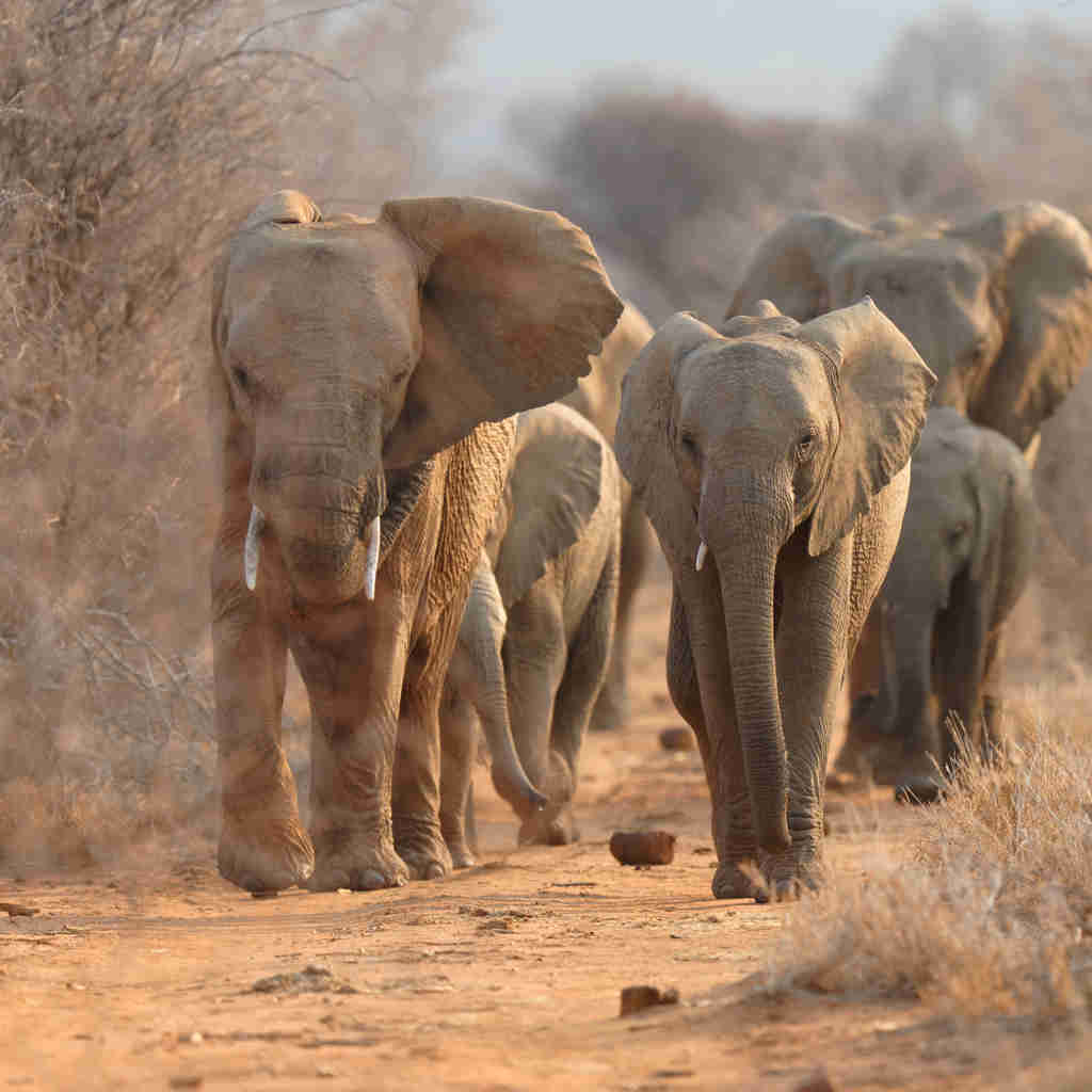 elephants in the sabi sands, safari to victoria falls