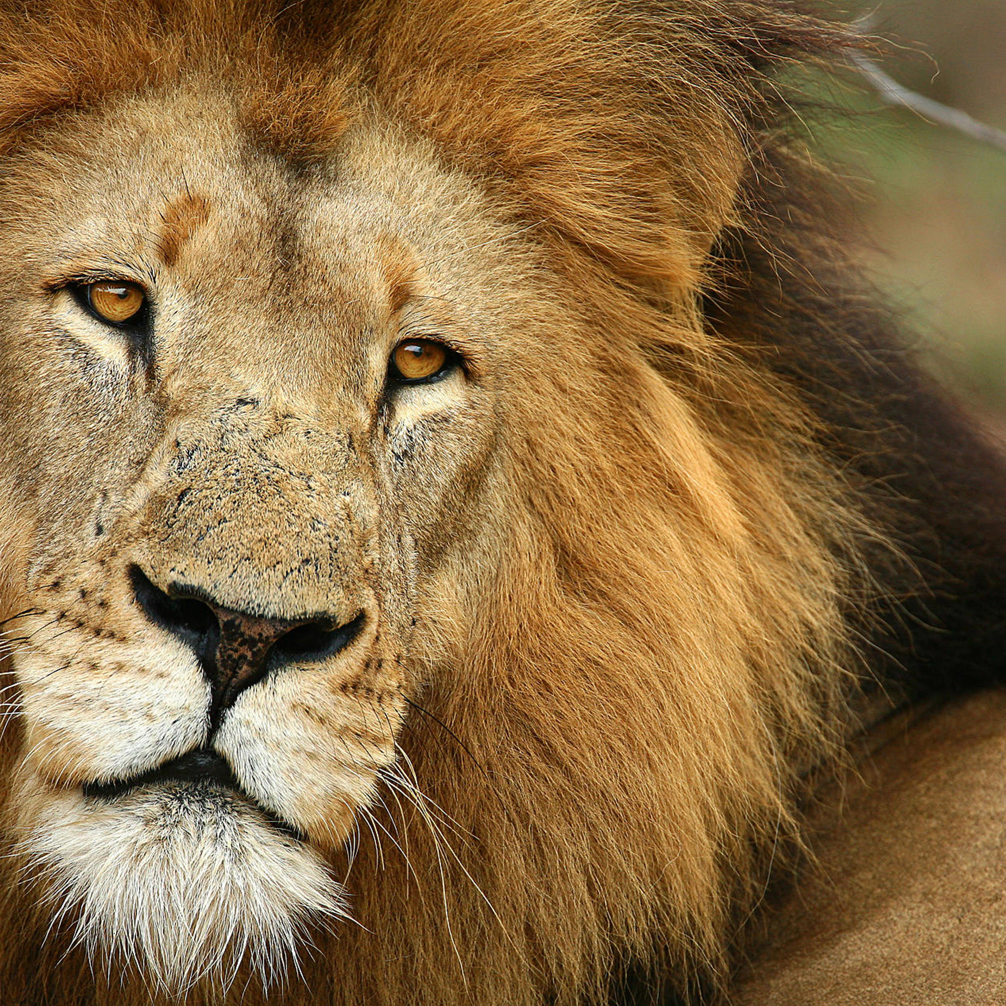 lion in the kruger, south africa adventure
