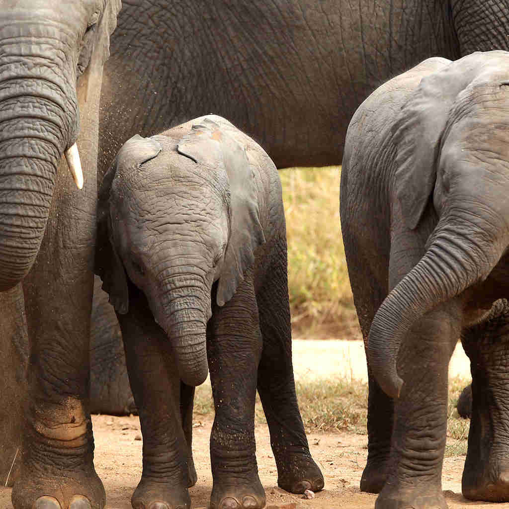 baby elephants, phinda game reserve, south africa safari adventure