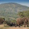 elephant game drive, south africa safari adventure