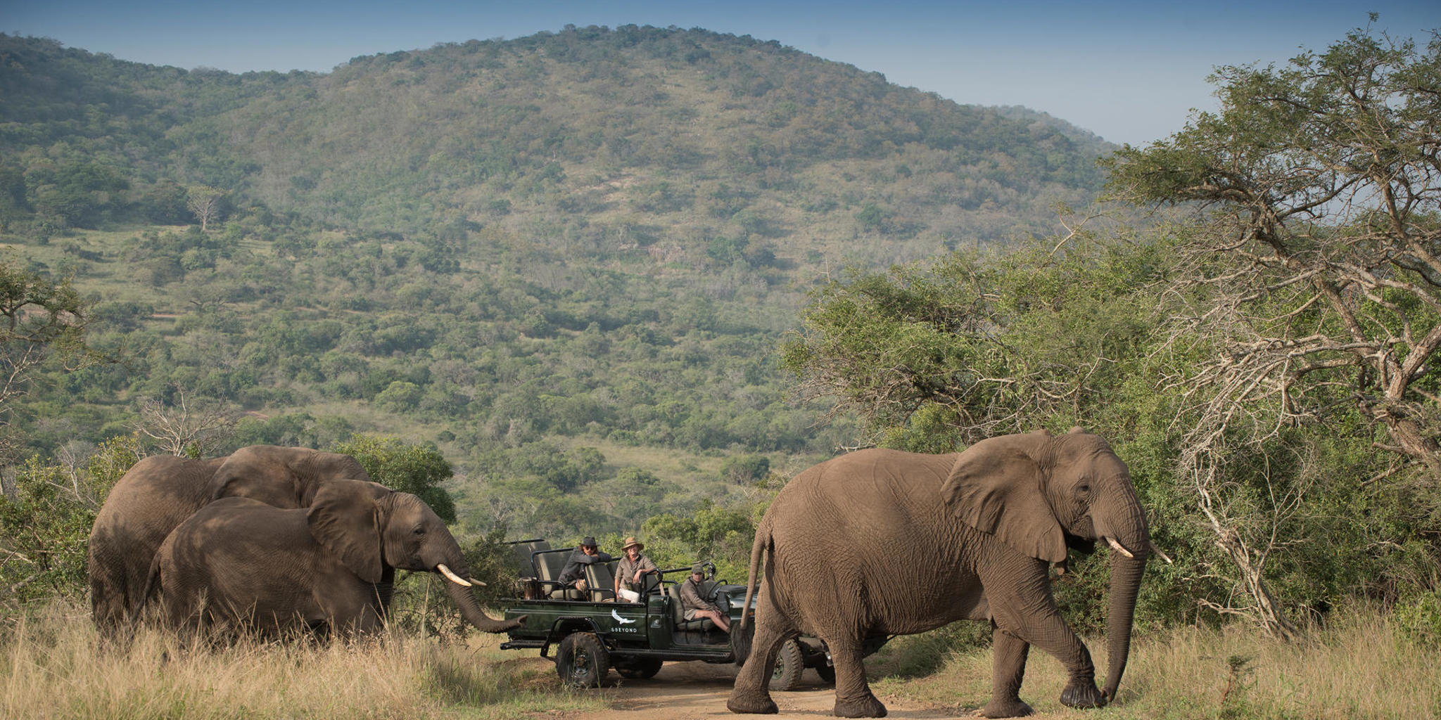 elephant game drive, south africa safari adventure