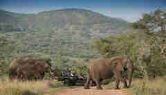 elephant game drive, south africa safari adventure