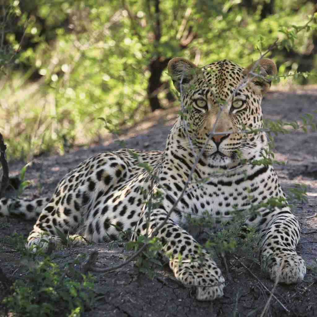 leopard, madikwe game reserve, malaria free family safari