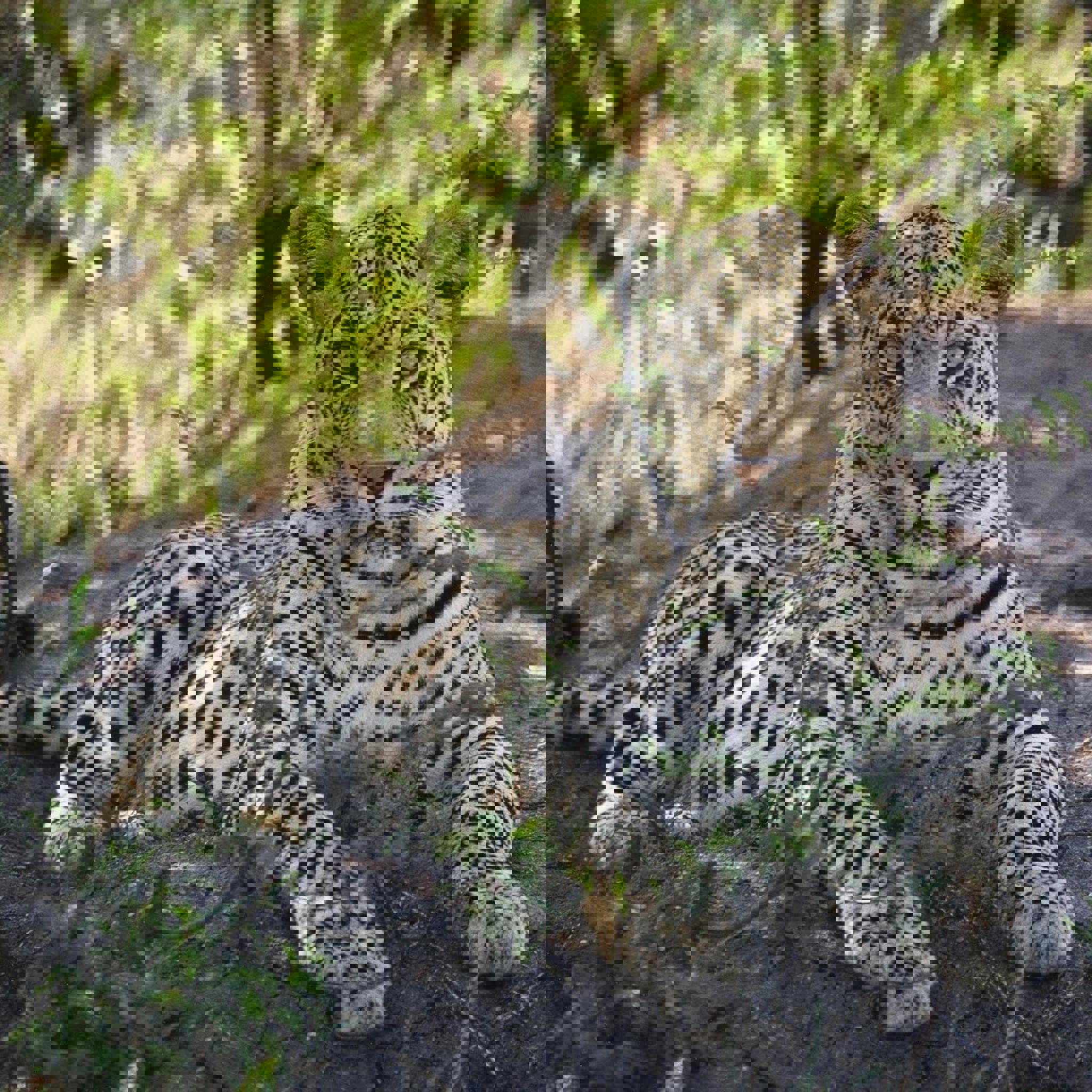 leopard, madikwe game reserve, malaria free family safari