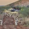 lions family game drive, madikwe game reserve, malaria free family safari