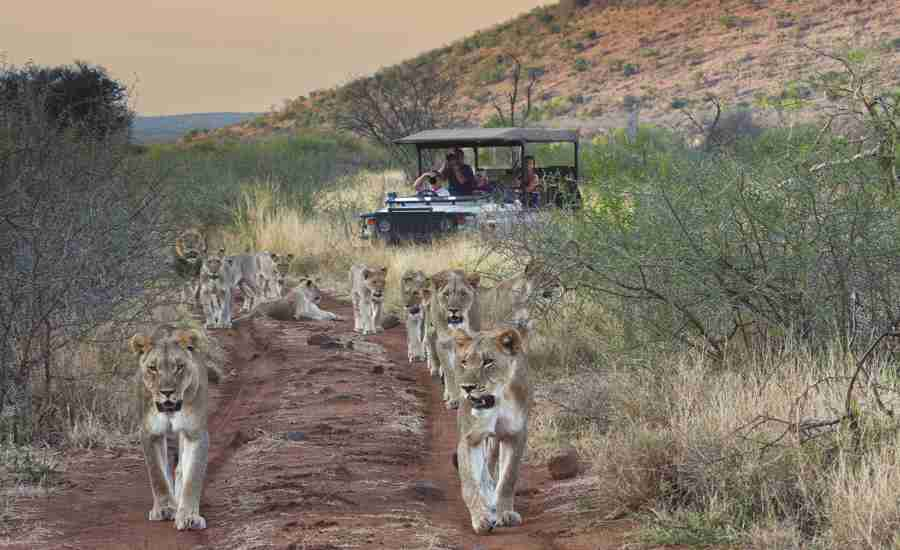 lions family game drive, madikwe game reserve, malaria free family safari