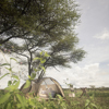 camping, wayo fly camp, the serengeti, tanzania