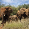 elephants in the Madikwe Lelapa Lodge, ultimate south africa family safari