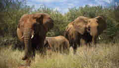 elephants in the Madikwe Lelapa Lodge, ultimate south africa family safari
