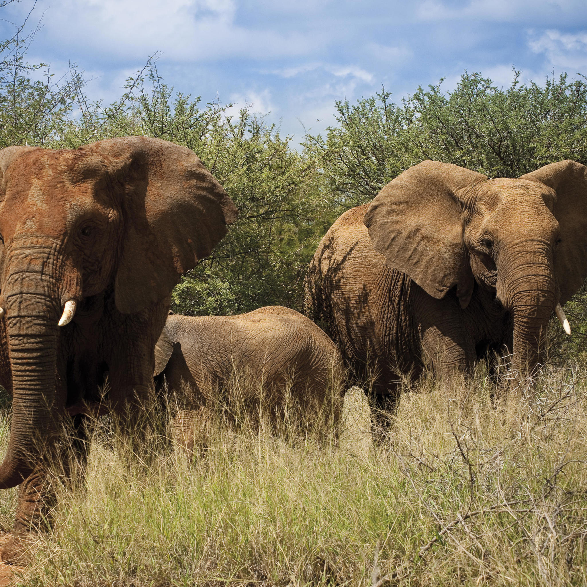 elephants in the Madikwe Lelapa Lodge, ultimate south africa family safari