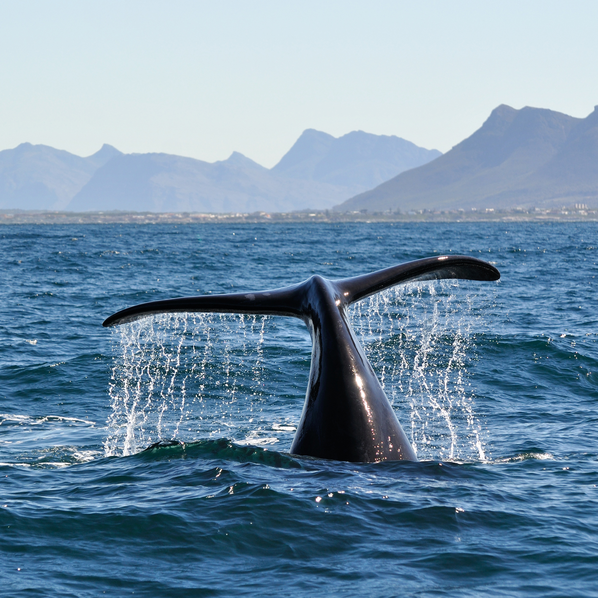 whale, hermanus, ultimate south africa family safari