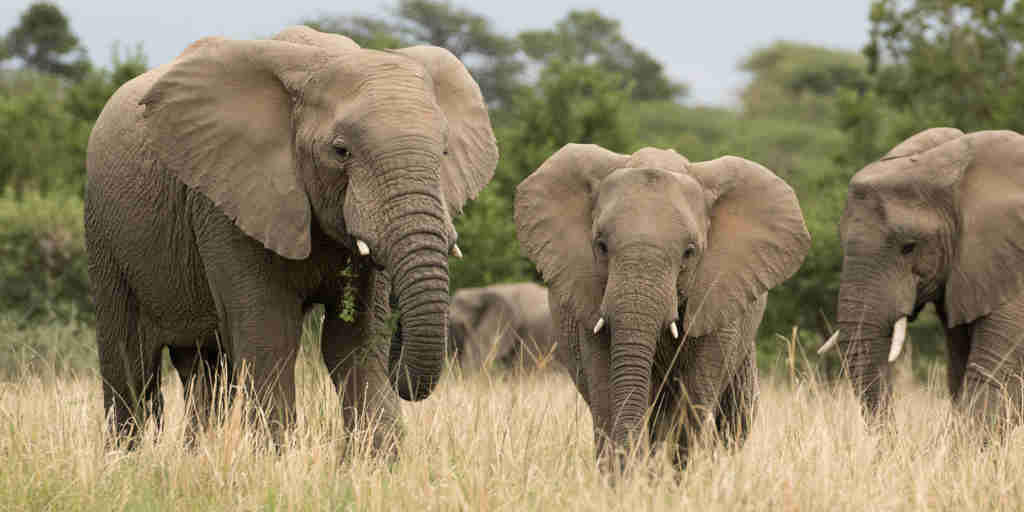 elephant safari, marataba safari lodge, marakele national park, south africa